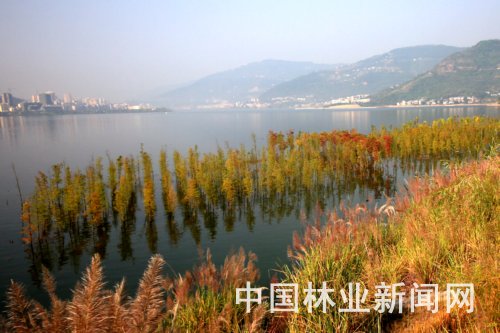 重庆汉丰湖国家湿地公园消落带治理——林泽工程 黄亚洲 摄
